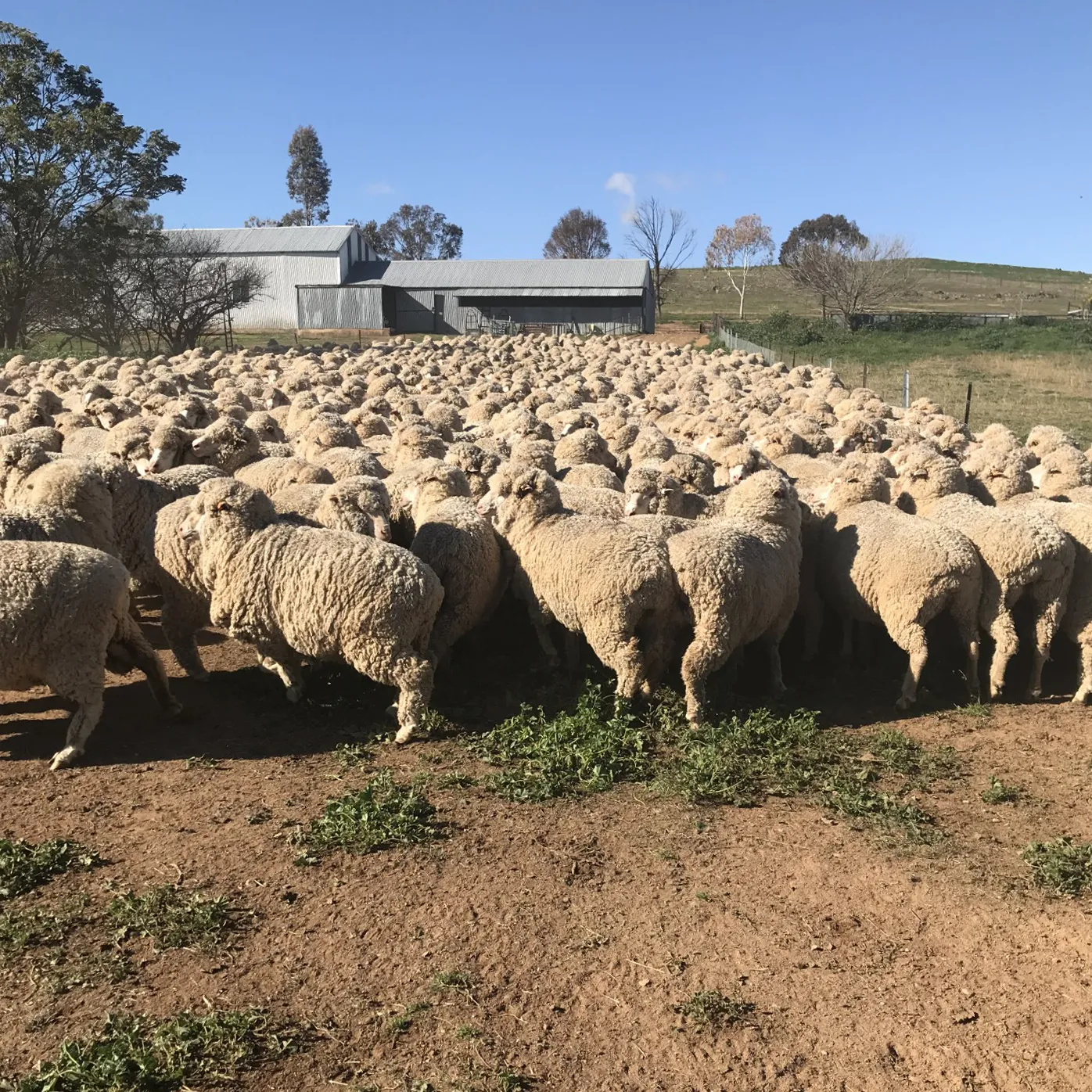 sheep yards-sq