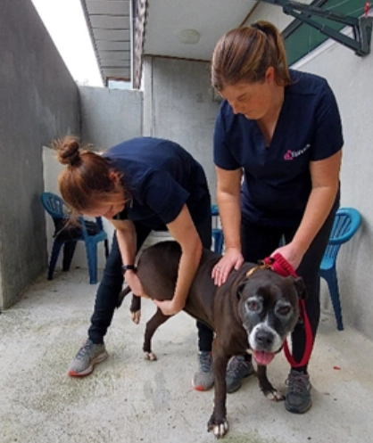 EpiVets is doing a large-scale study in six locations around New Zealand on a new product for dogs!